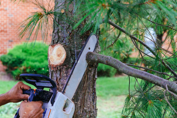 Why Choose Our Tree Removal Services in Gages Lake, IL?